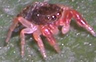 Salticidae palermitano: Possibile Ballus sp.